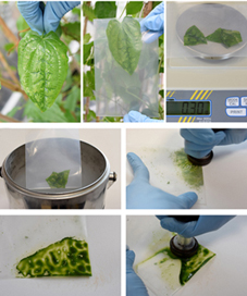 Extraction and purification methods for polyphenol-rich plant genomic DNA.